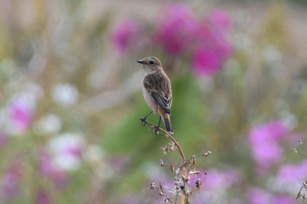 DSC_2771.JPG