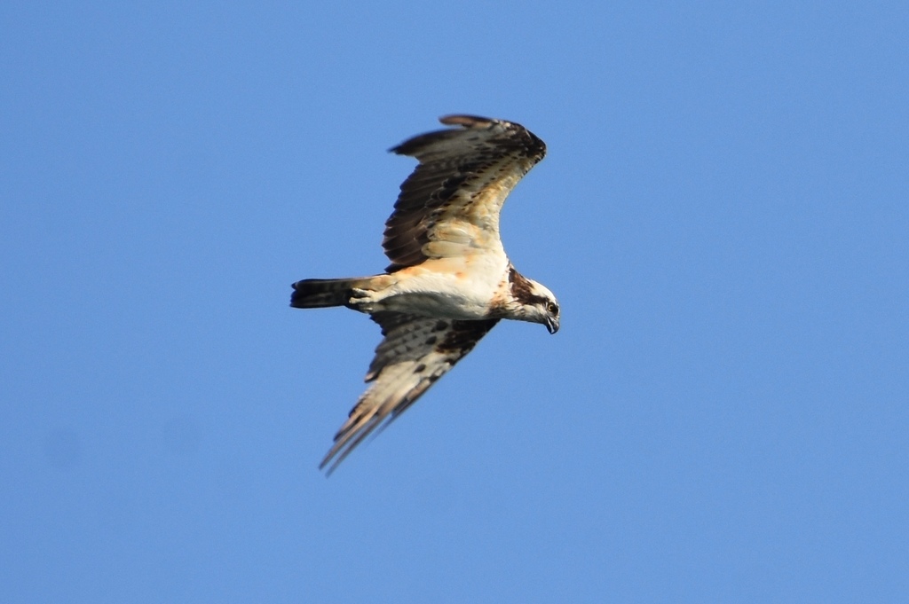 DSC_0054.JPG