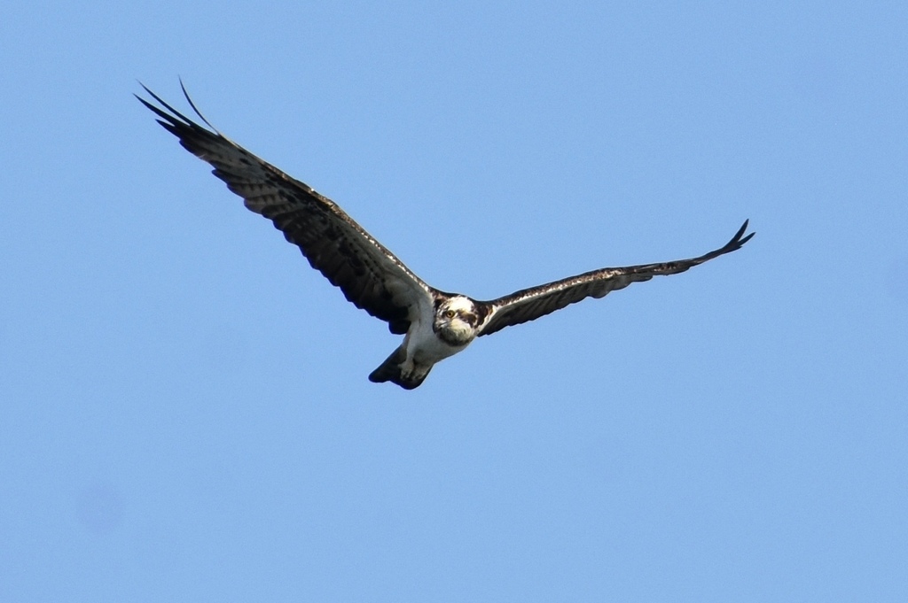 DSC_0046.JPG