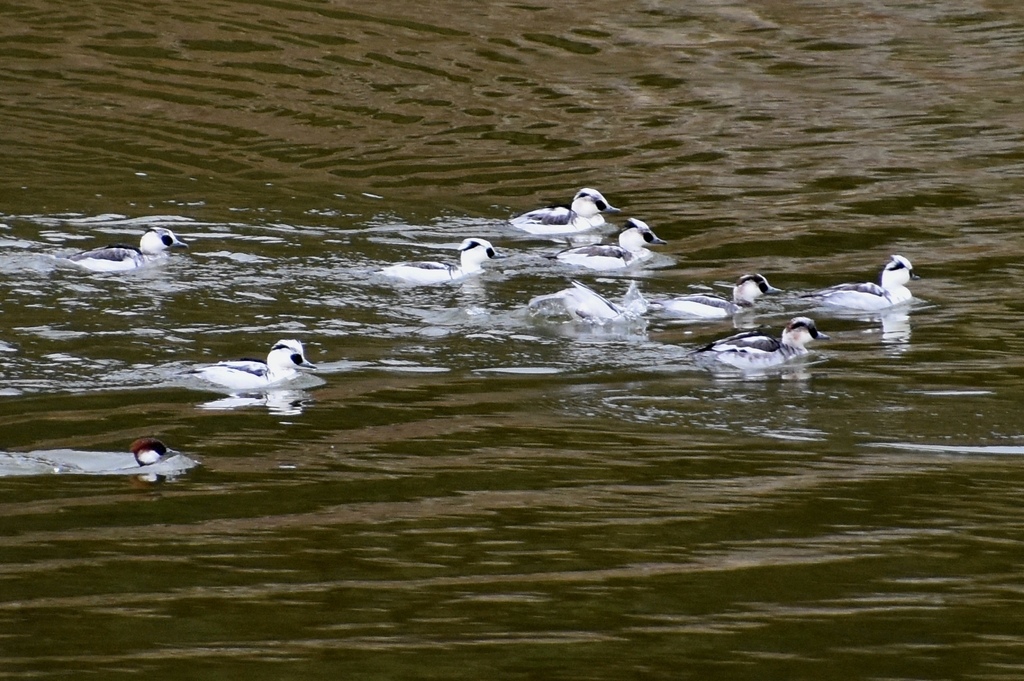 DSC_4529.JPG