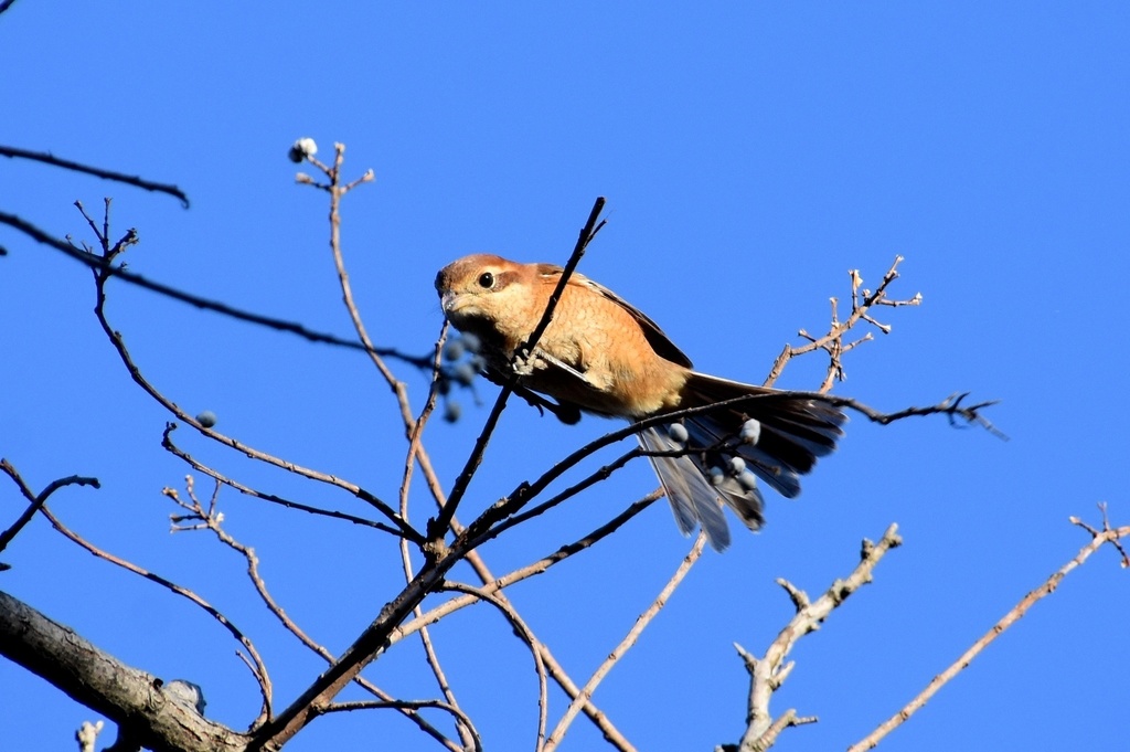 DSC_4824.JPG