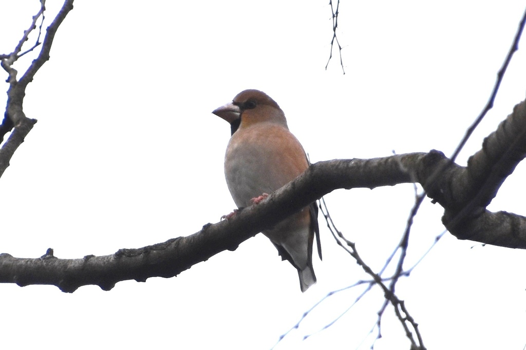 DSC_6124.JPG
