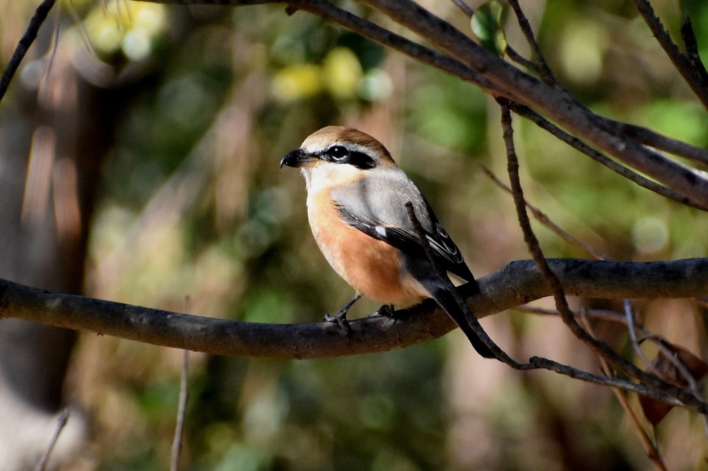 DSC_6152.JPG