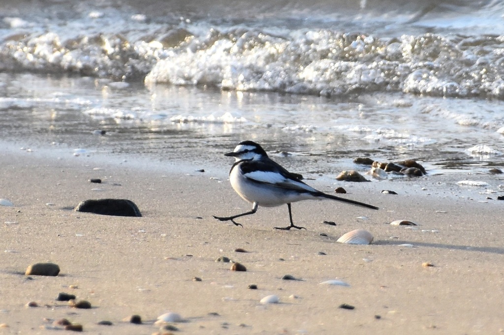 DSC_6051.JPG