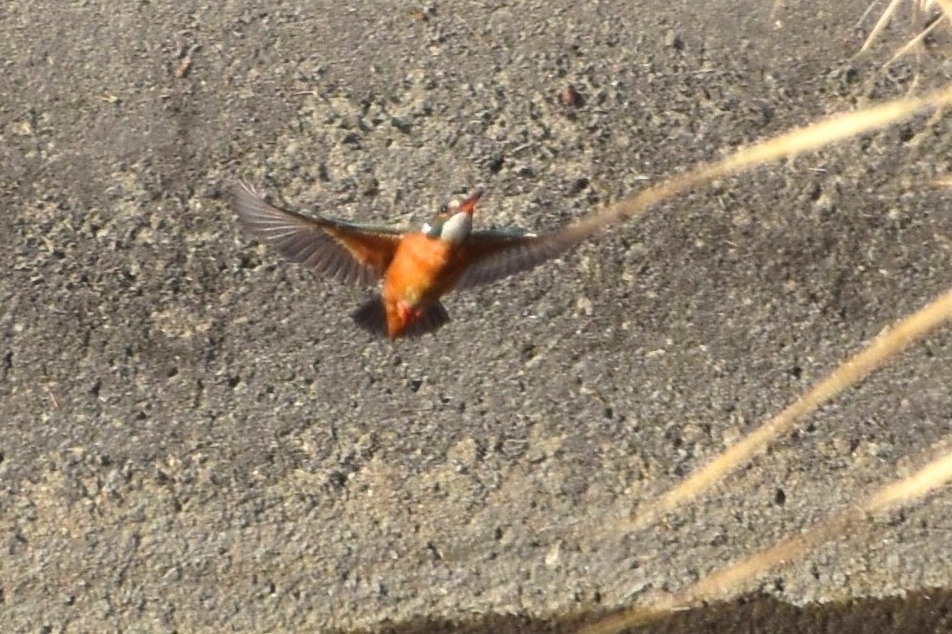 DSC_7527.JPG
