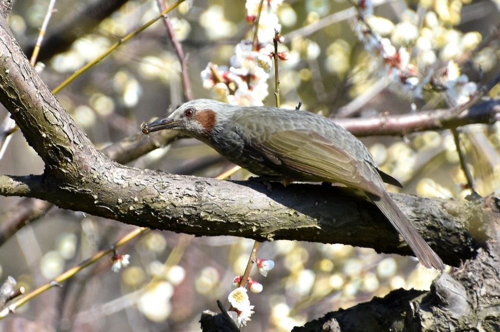 DSC_7868.JPG