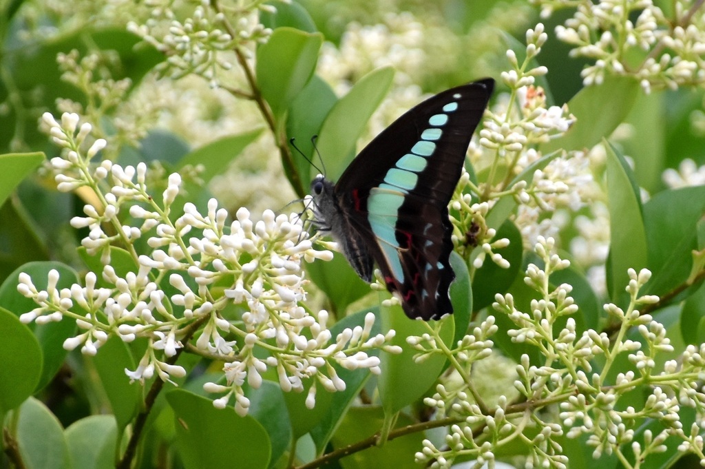DSC_6619.JPG
