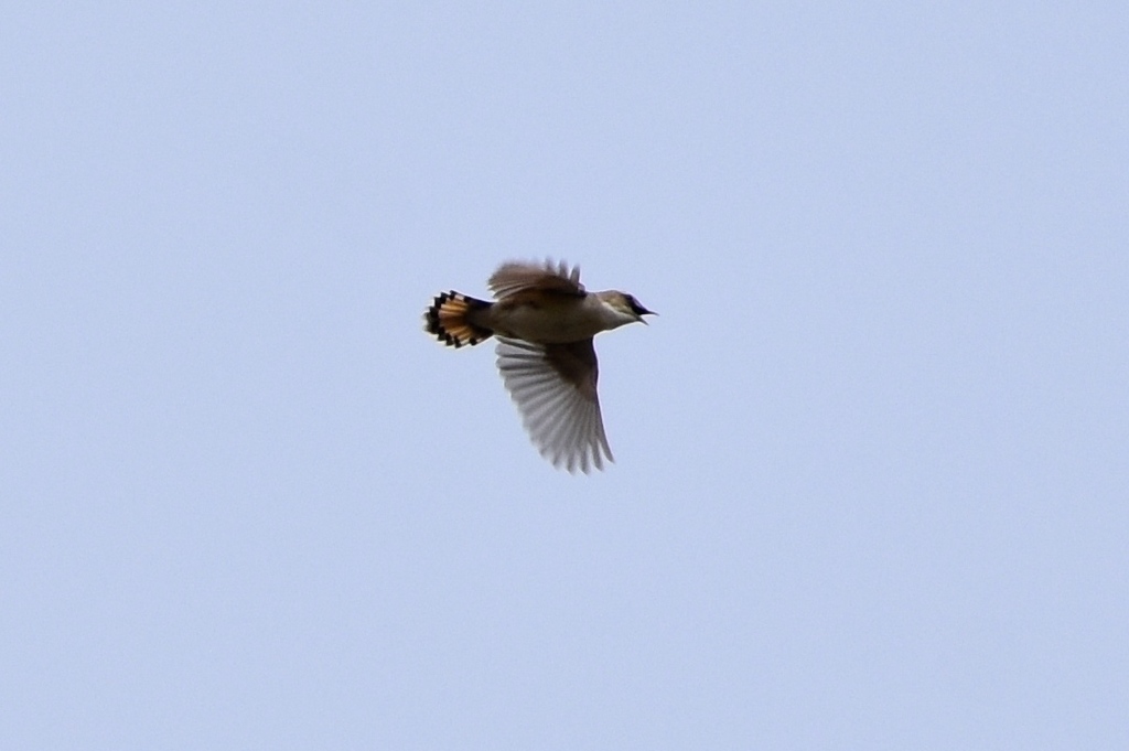 DSC_1821.JPG