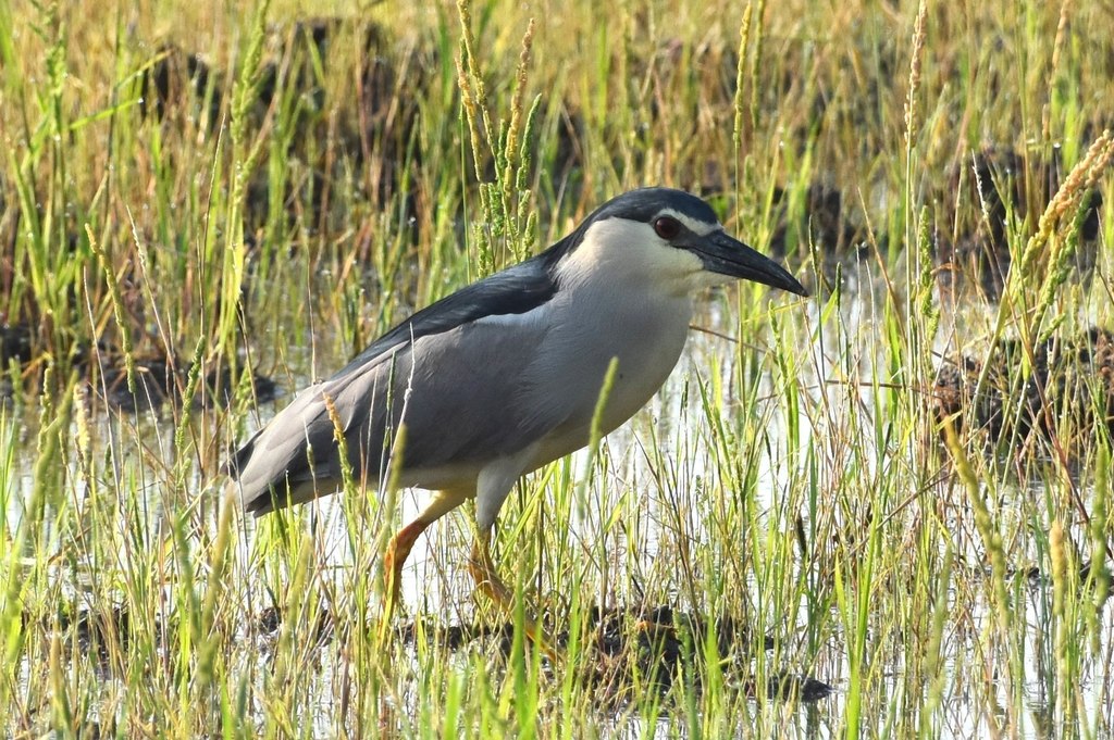 DSC_5258.JPG