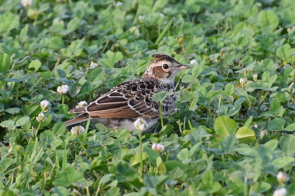 DSC_7088.JPG