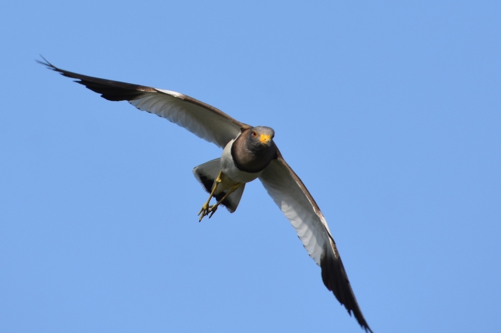 DSC_3131.JPG
