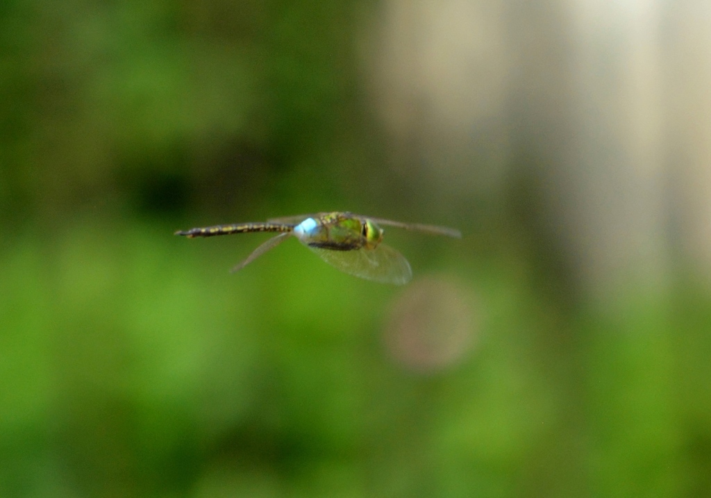 DSC_1357.JPG