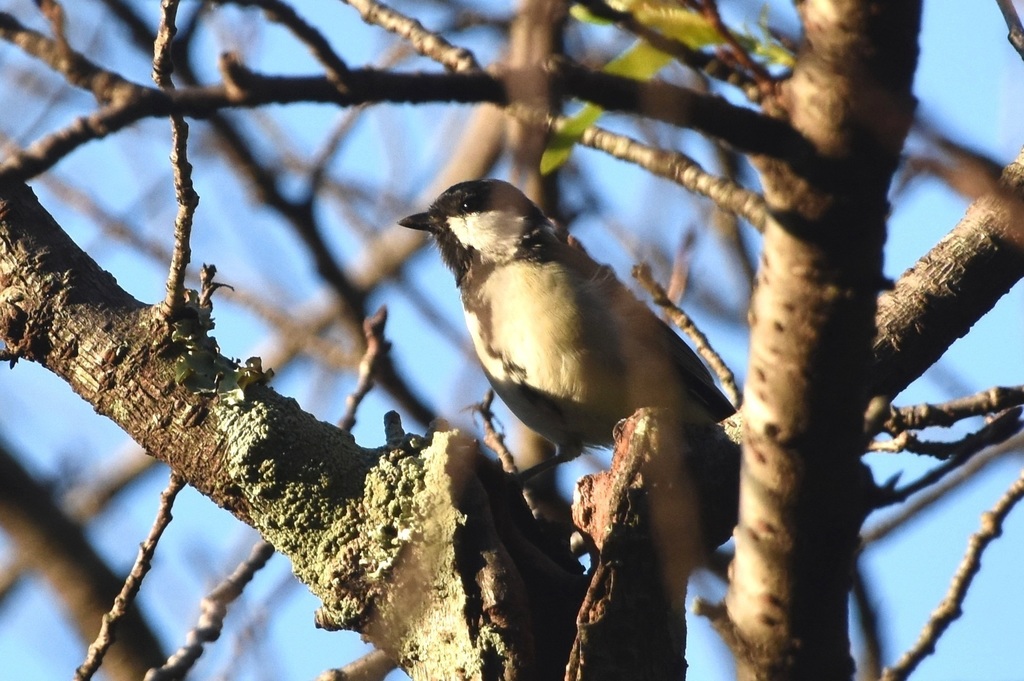 DSC_9030.JPG