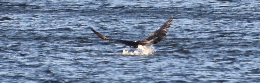 DSC_9608 - コピー.JPG