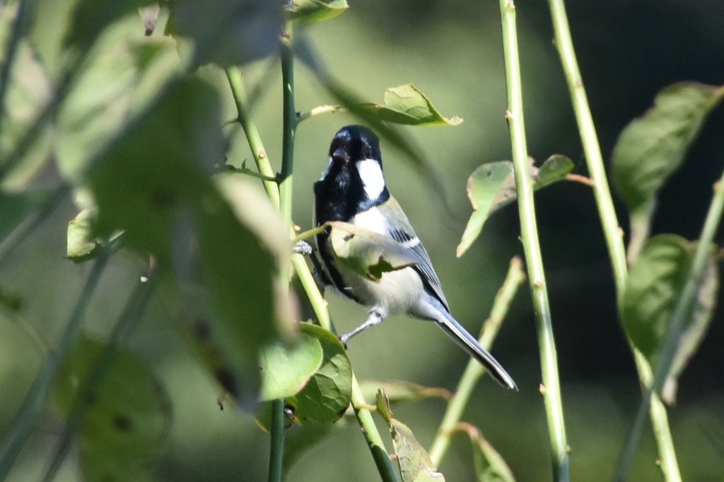 DSC_0192.JPG