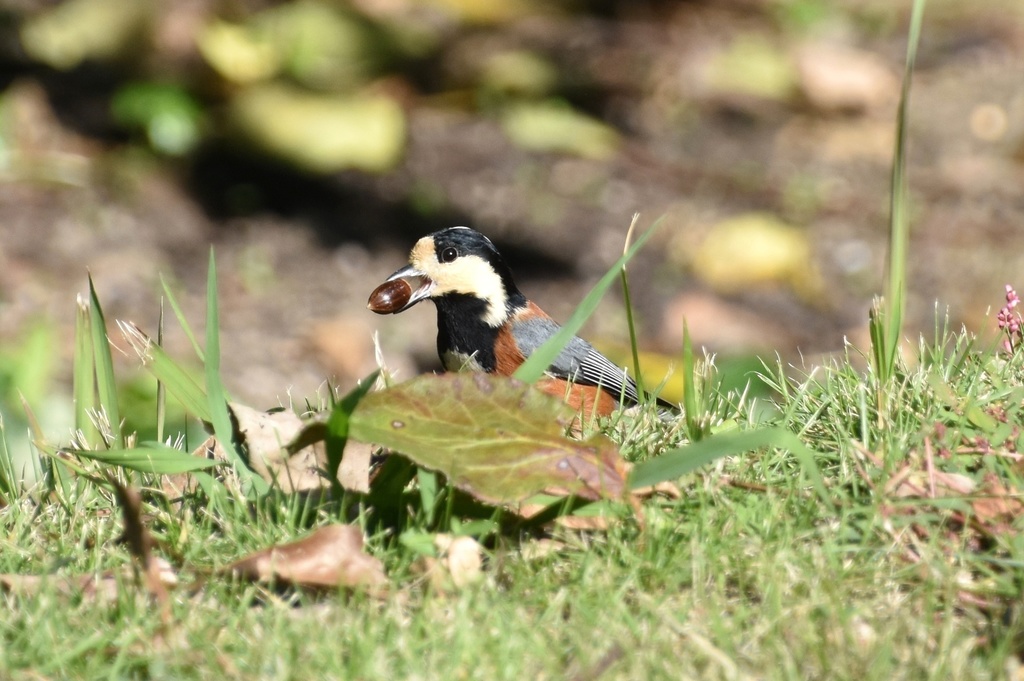 DSC_1233.JPG