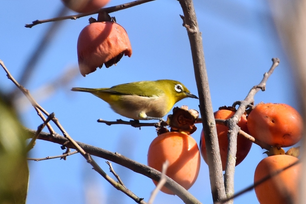 DSC_1416.JPG