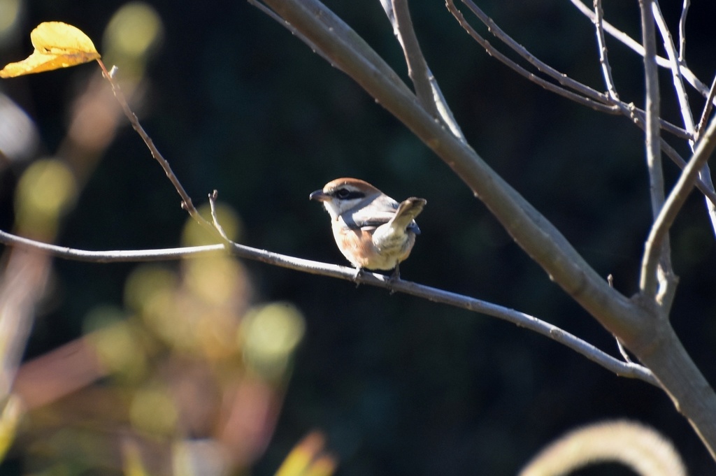 DSC_3599.JPG