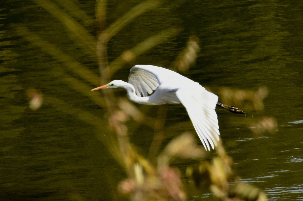 DSC_6018.JPG