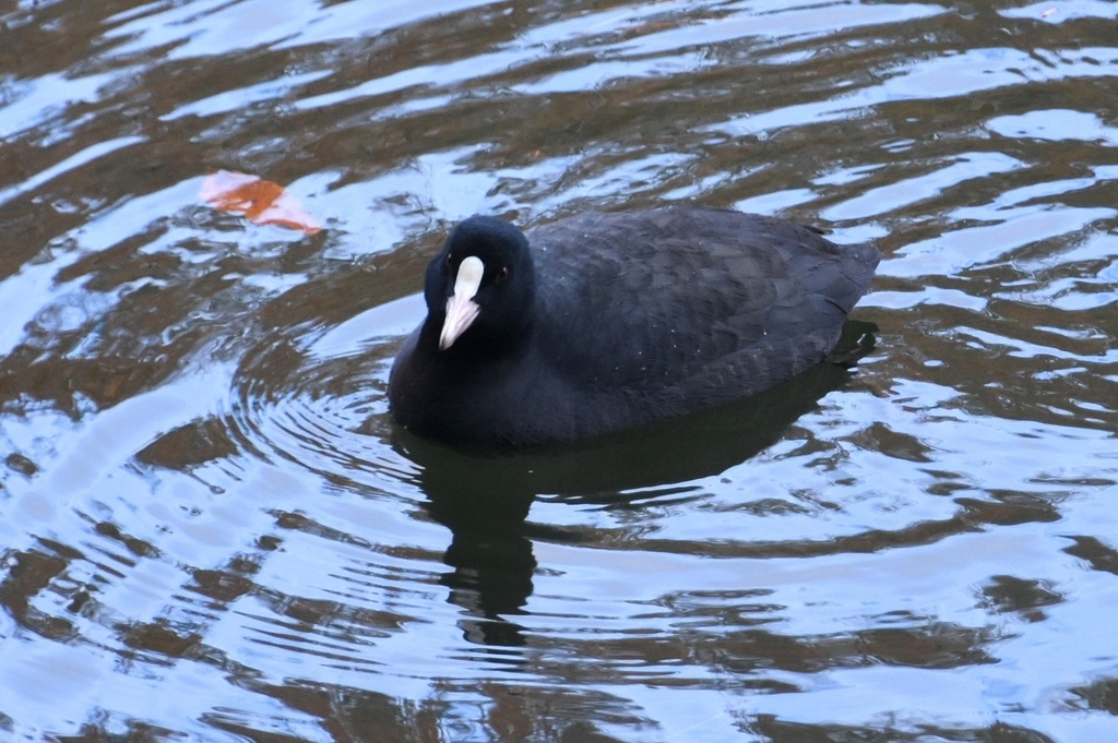 DSC_6395.JPG