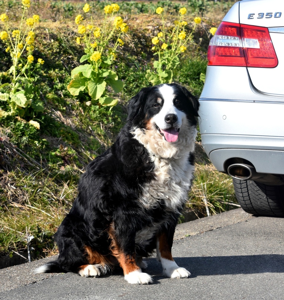 DSC_0082 - コピー.JPG