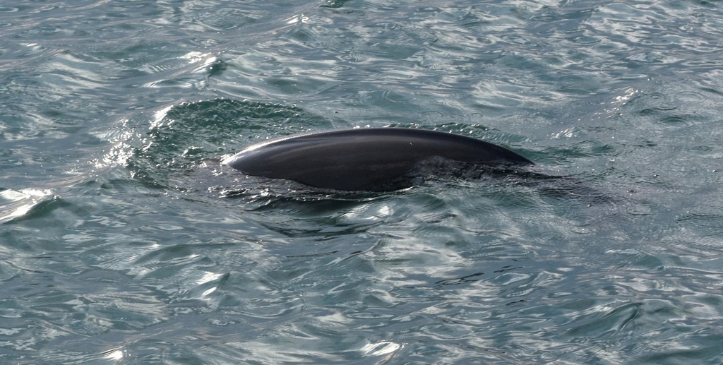DSC_3694 - コピー.JPG