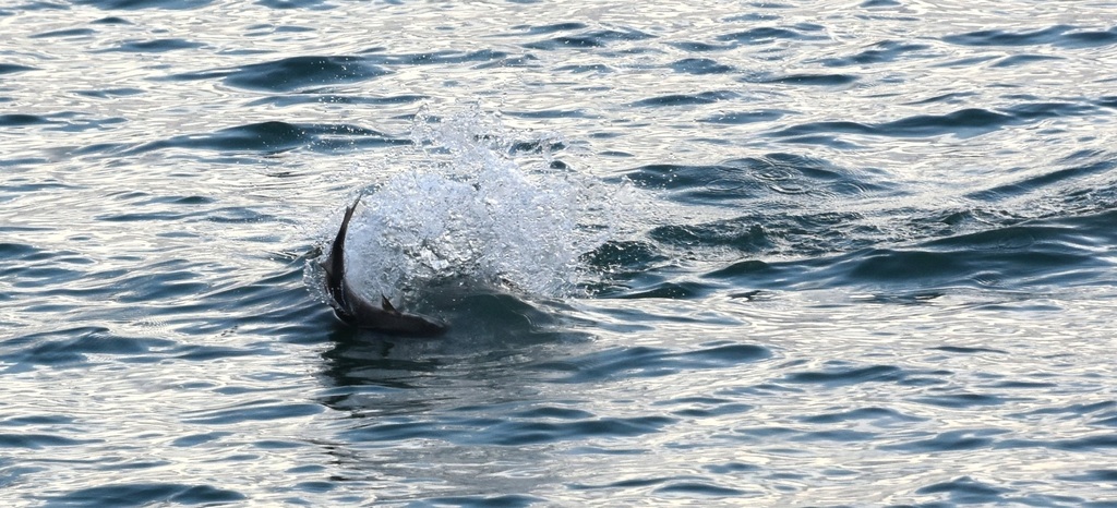 DSC_3716 - コピー.JPG