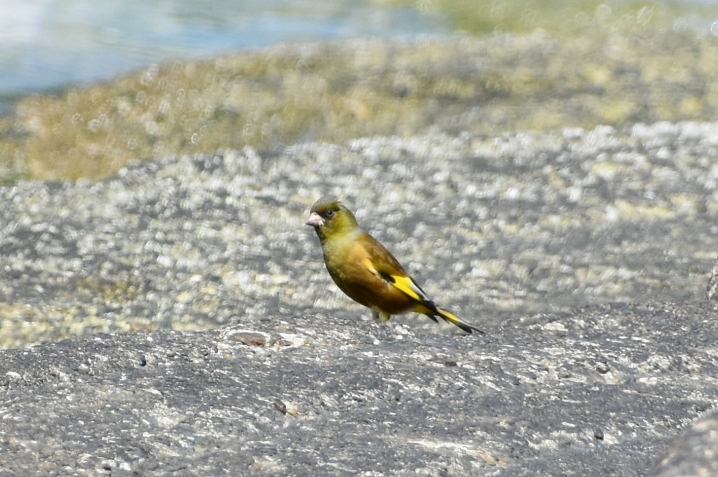 DSC_5944.JPG