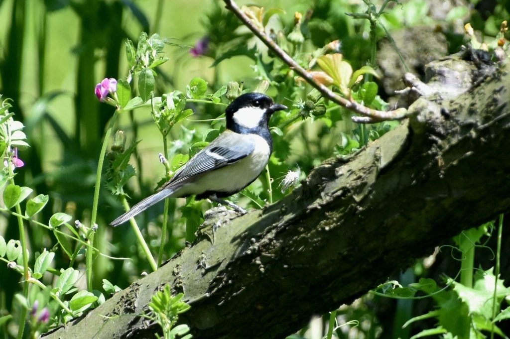DSC_8551.JPG
