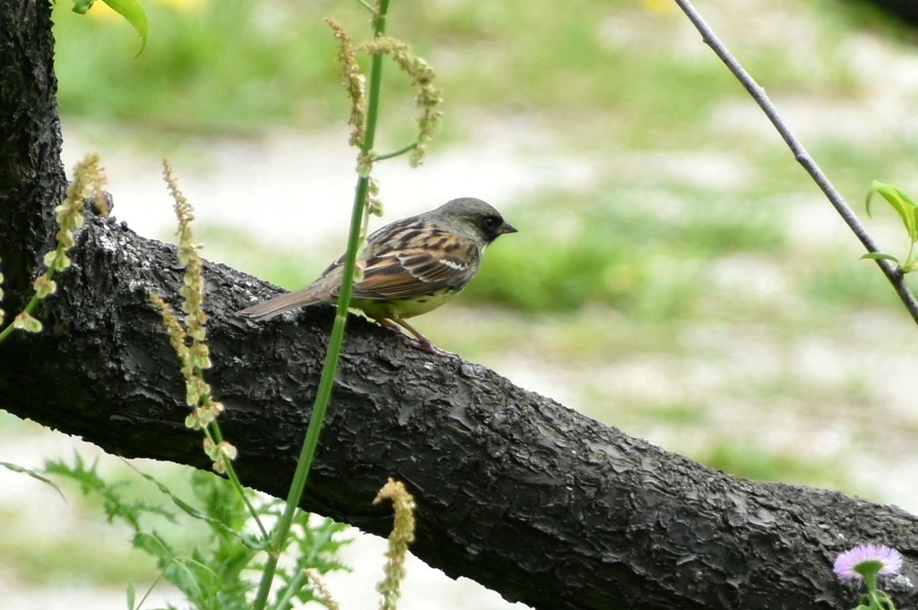 DSC_7987.JPG