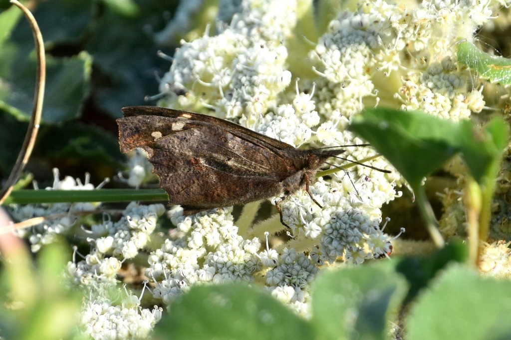 DSC_1486.JPG