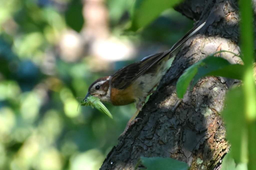 DSC_4077.JPG