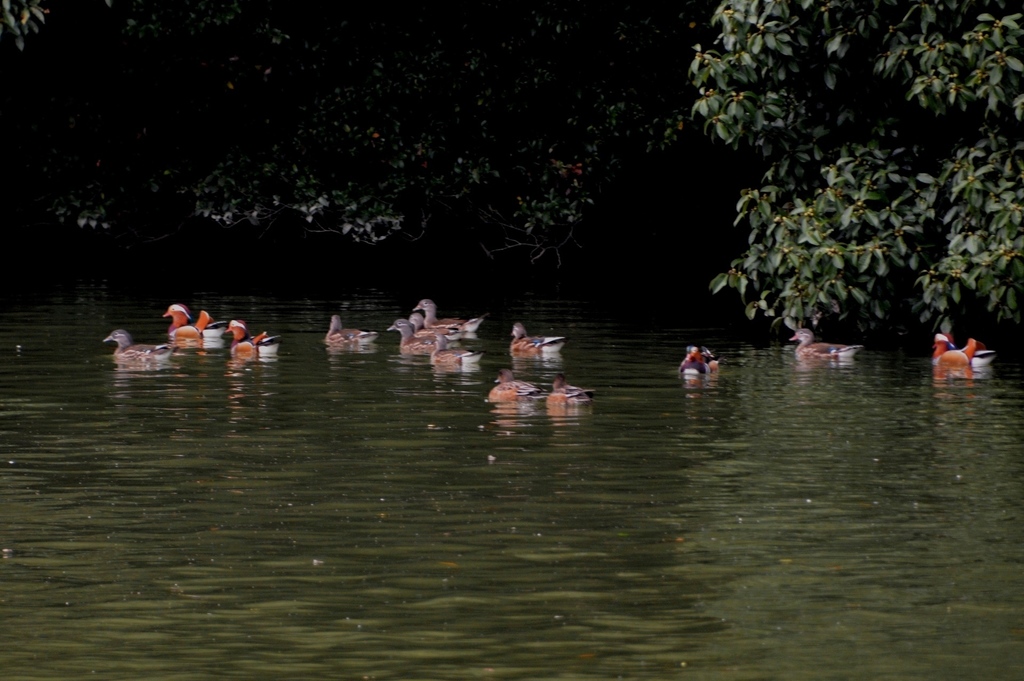 DSC_0084.JPG