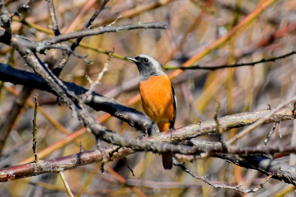 DSC_9986.JPG