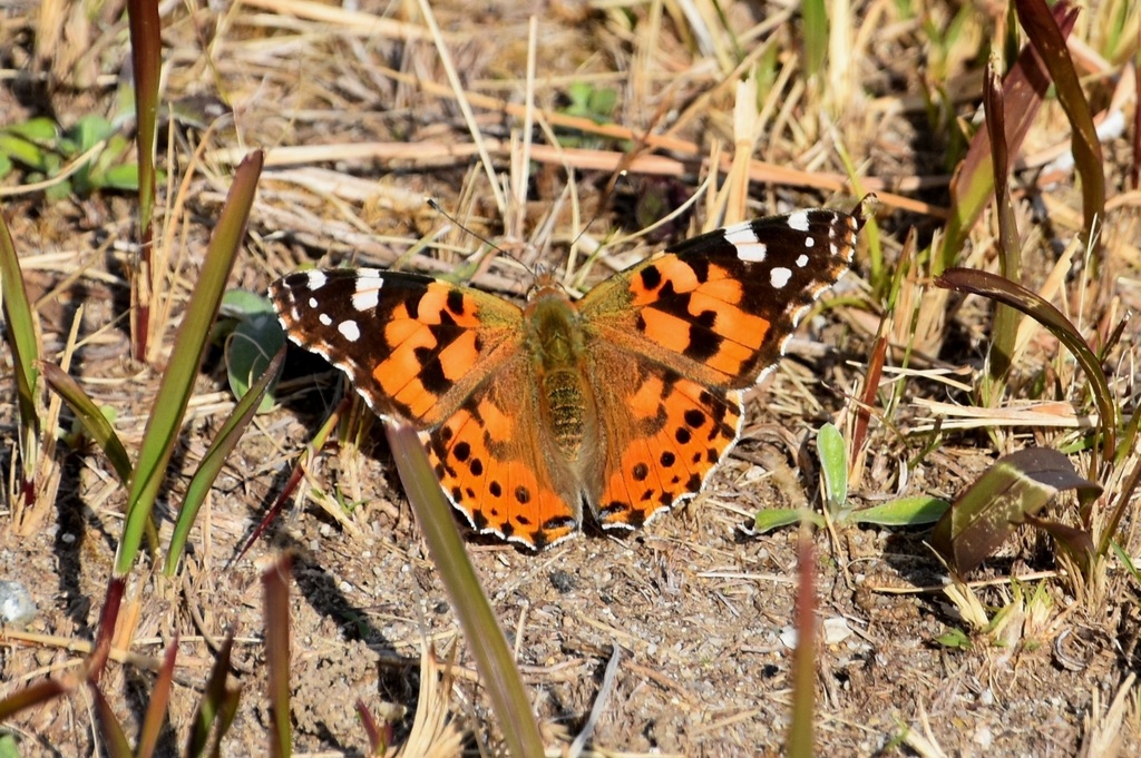 DSC_0251.JPG