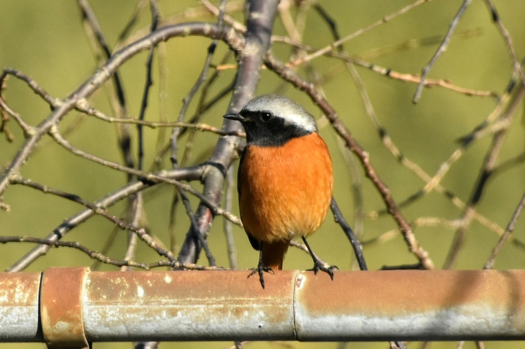 DSC_2173.JPG