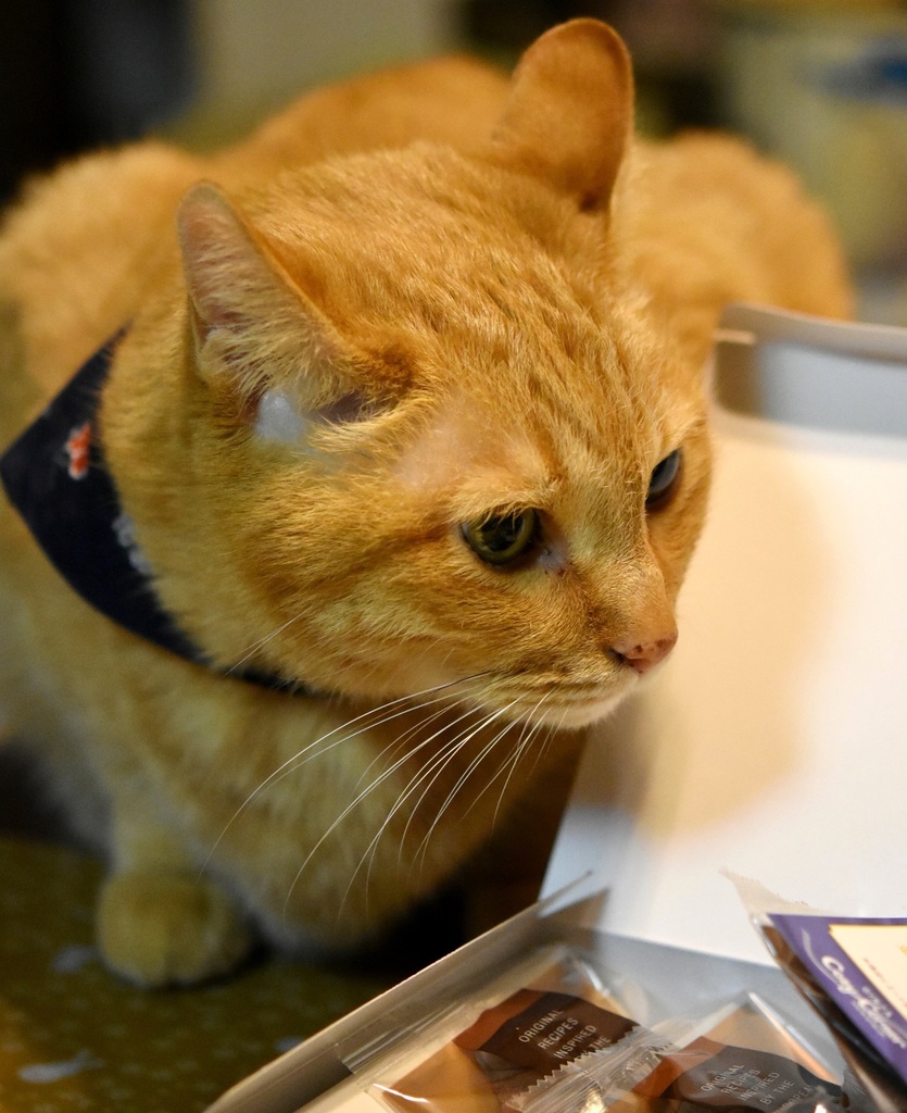 DSC_4610 - コピー.JPG