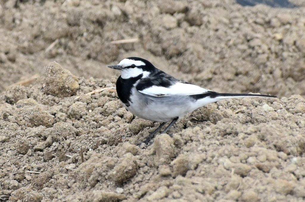 DSC_4801.JPG