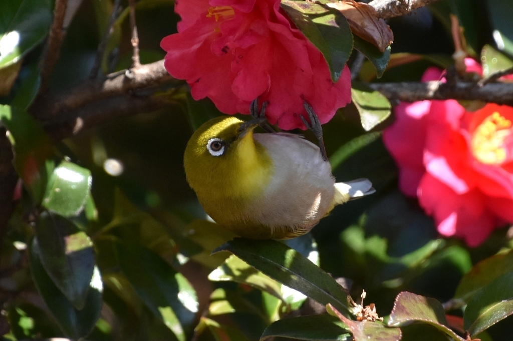 DSC_5817.JPG