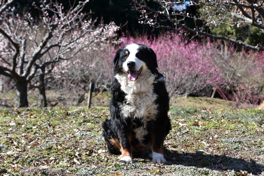 DSC_9219.JPG