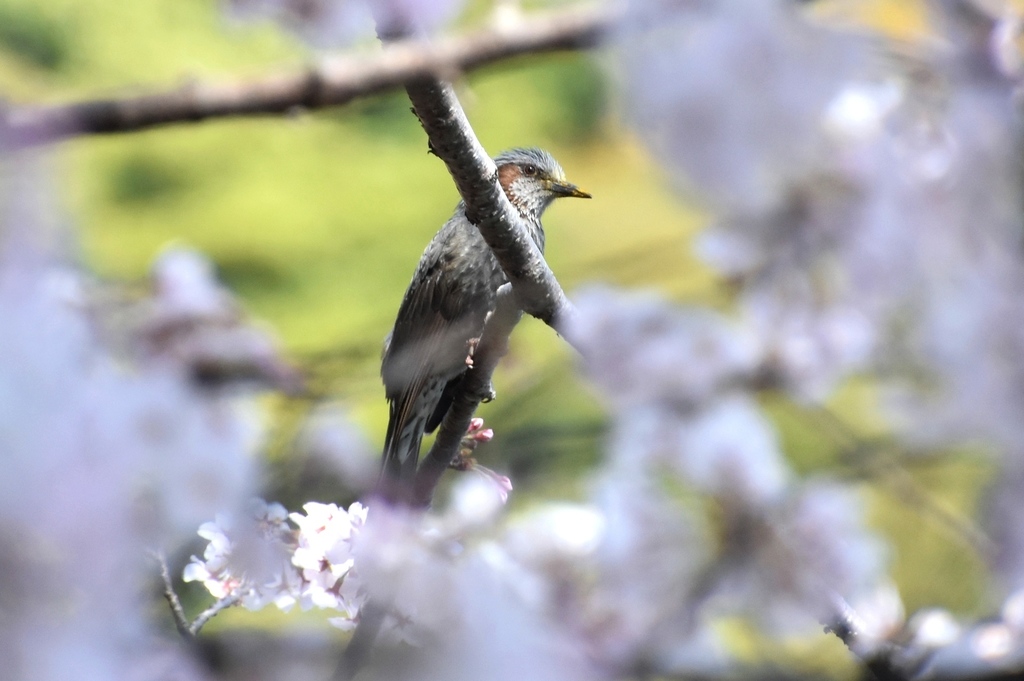 DSC_3346.JPG