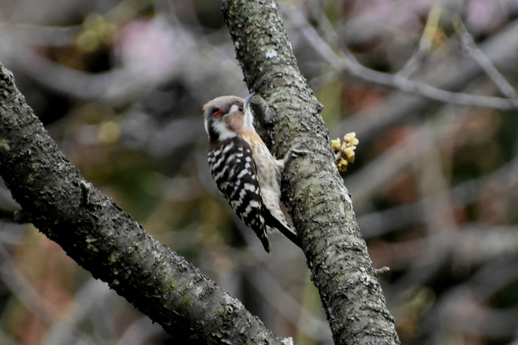 DSC_3301.JPG