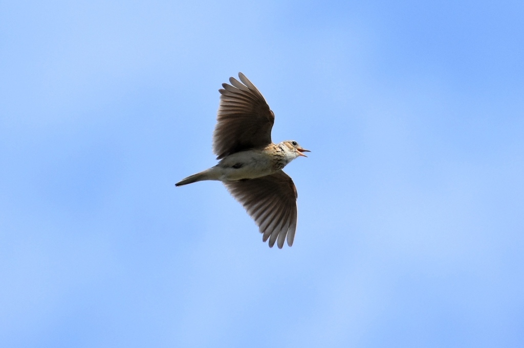 DSC_5261.JPG
