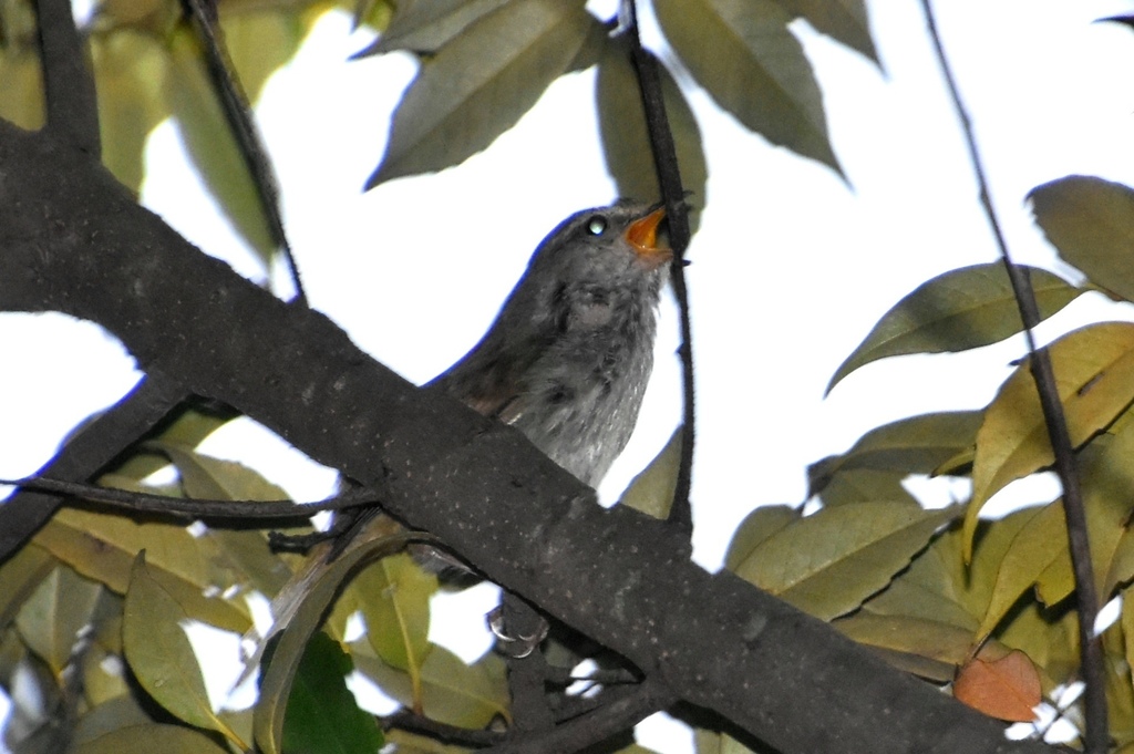 DSC_5669.JPG