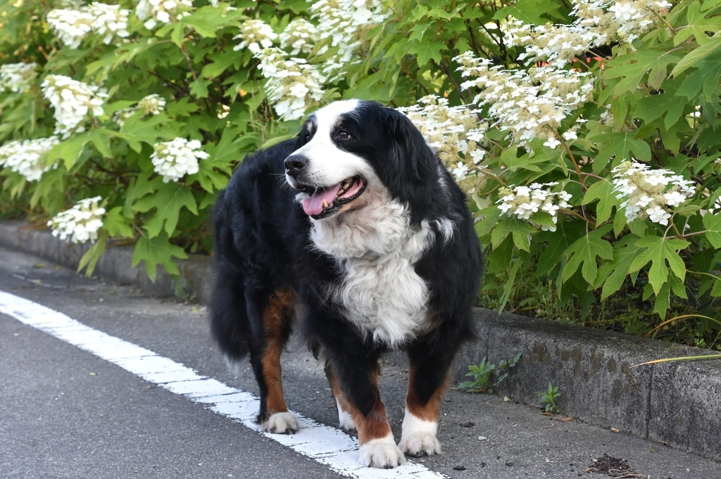 DSC_8062.JPG