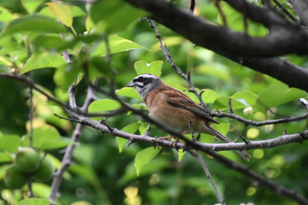 DSC_7044.JPG