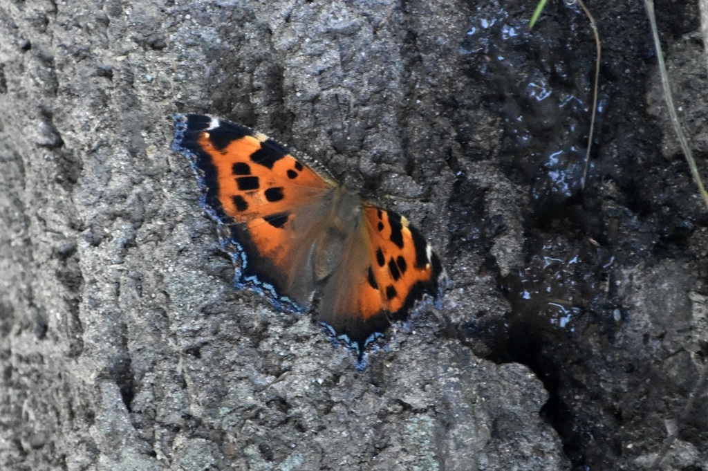 DSC_8174.JPG