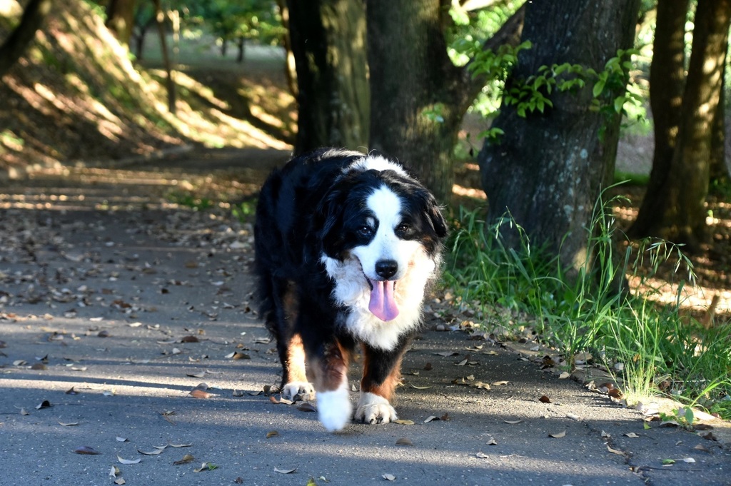 DSC_8228.JPG
