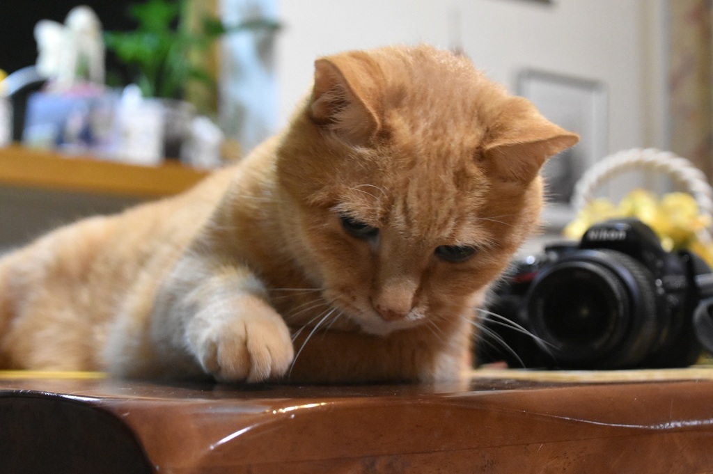 DSC_9814.JPG