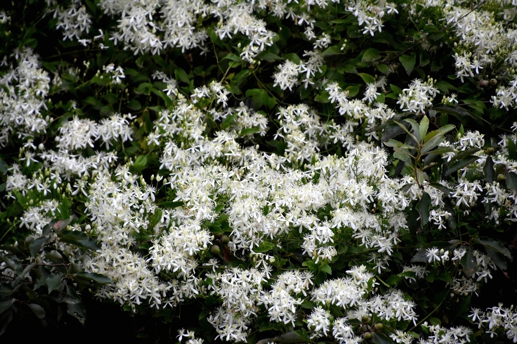 DSC_0509.JPG